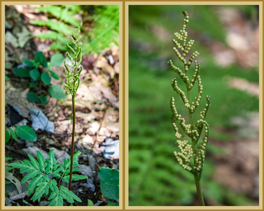 Two pictures of Leathery Grape Fern